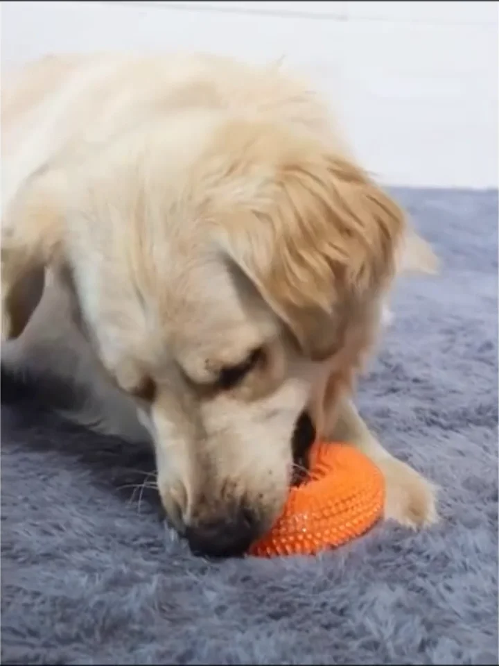 Hot Sale Indestructible Spiky Ring Durable Dog Chew Toy Teeth Cleaning