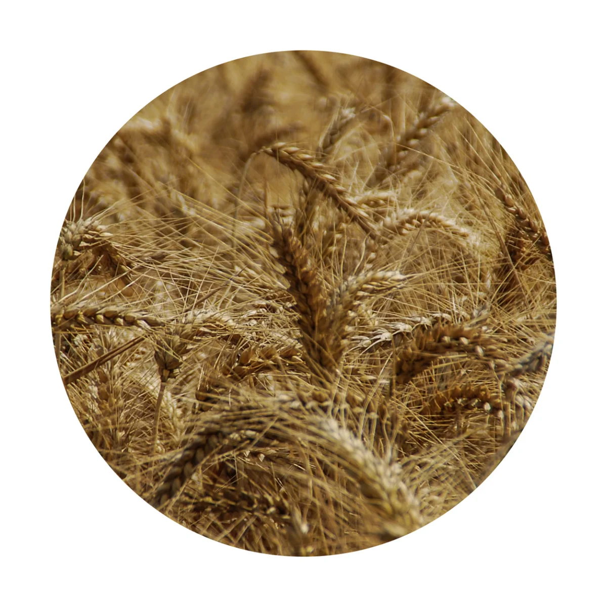 Agricultural Grain Organic Yellow Barley