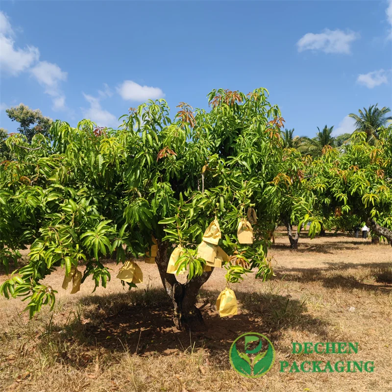 Fruit Protection Phu Si Mango Paper Bags In Myanmar