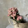 30 Refracting Flower Heads Have a Diameter of about 1-2cm