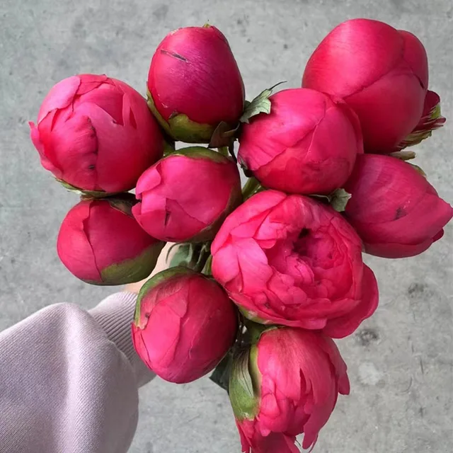 Fresh cut flowers peonies pink color white color penoy export from China