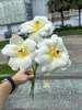 Testa smiley tulipano bianco