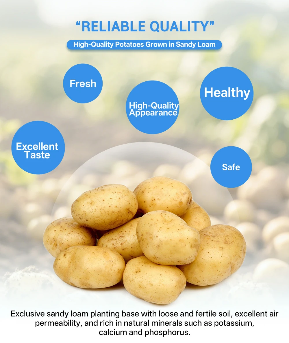 High Quality Fresh Potatoes From Vietnam Exporter with Wholesale Potato Price