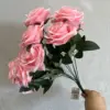 Rosa rosa