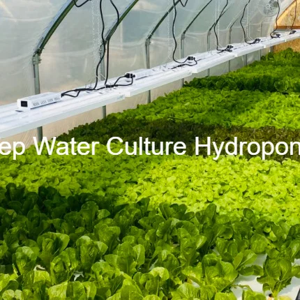 Large Lightweight High Density XPS Foam Board with Glass Cover for Deep Water Culture Hydroponics