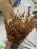 Arancione