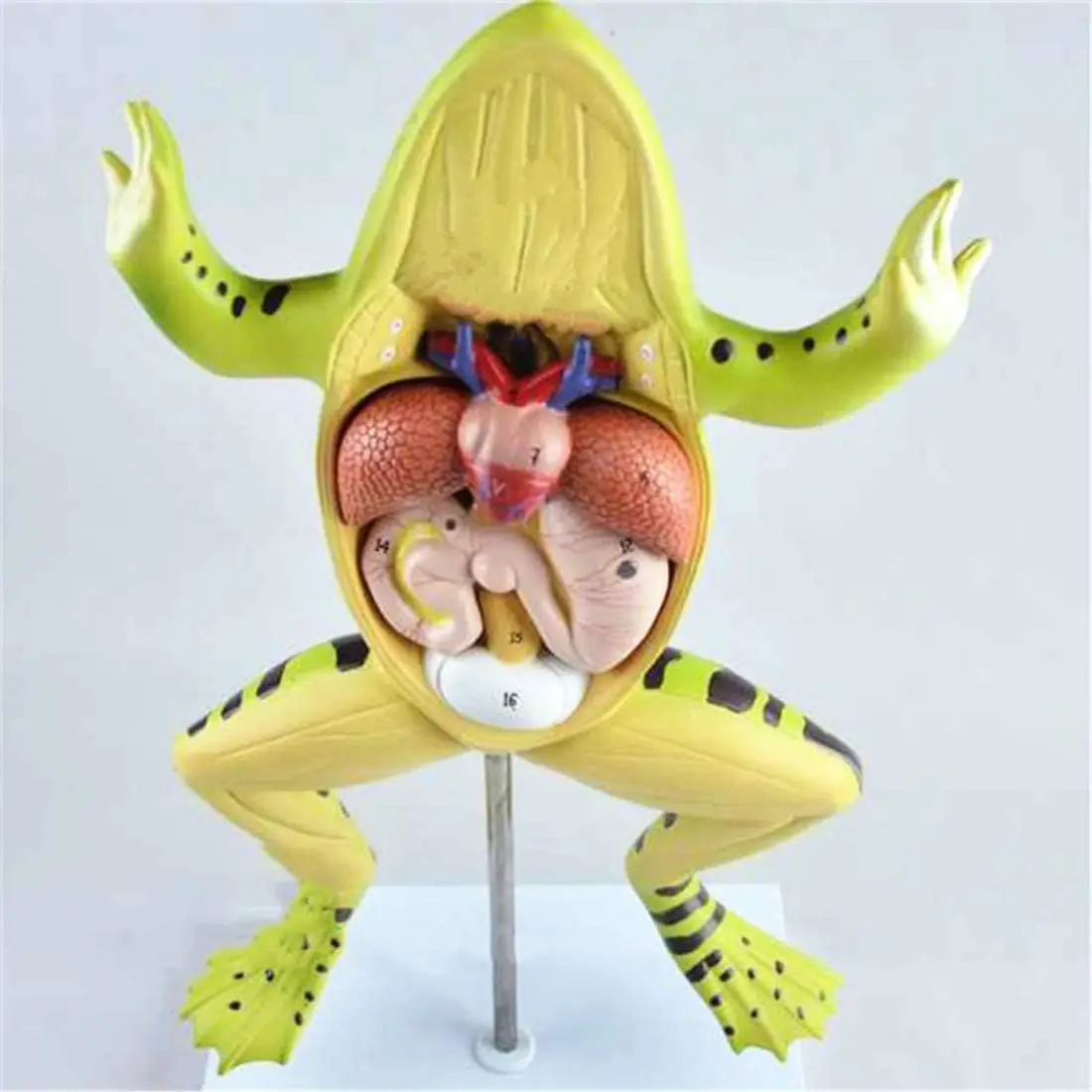 カエル解剖学モデルヒキガエル生物学的解剖学エミュレーション