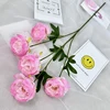 Rosa 10