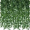 1 paquet de 12 plants de pothos