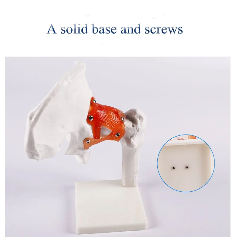 Medical Scientific Model of Human Hip Joint and Femoral Skeleton Teaching Aid