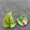 Verde chiaro