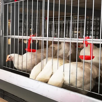 3000 Egg Layer Hens Breeding Chicken Equipment Battery Cage System
