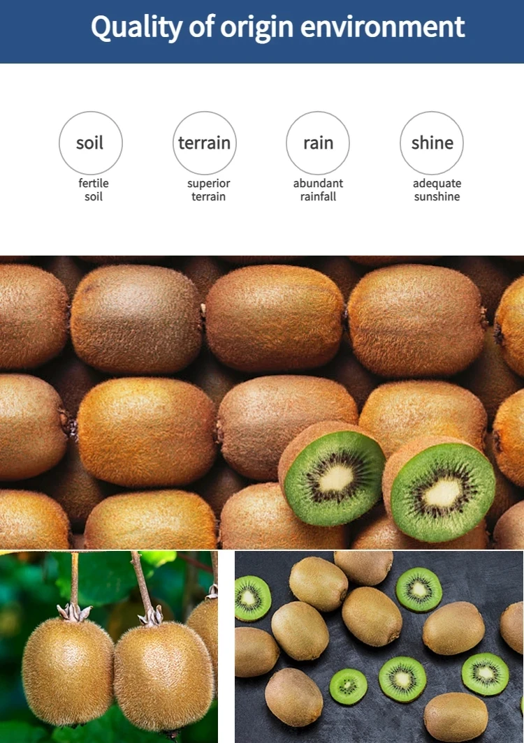 Wholesale New Crop Original Kiwi Fruit Taste Nature Dried Kiwi Fruit