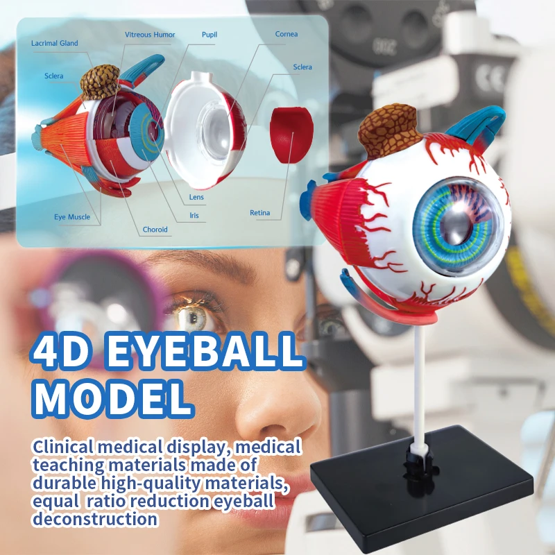 thumbnail image 2 of 4D Anatomical Human Eye Structural Model – Medical Teaching Aid – Dentistry & Anatomy Lab 2 of 5