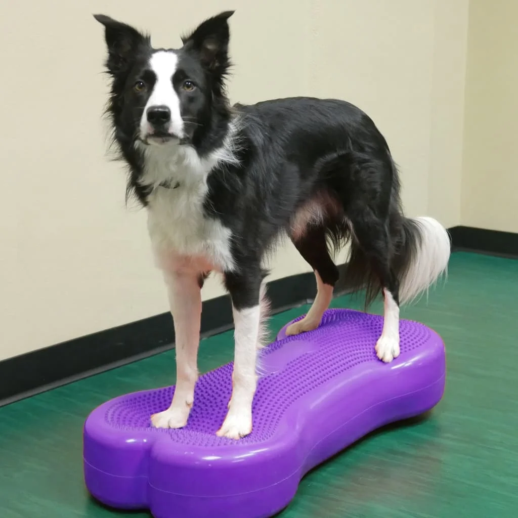 Ball Dynamics Balance Training Device 58 X 29 X 10 m Sky Blue for Dog Training