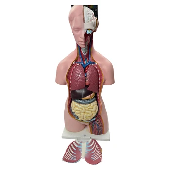 Shistrom ichida porno