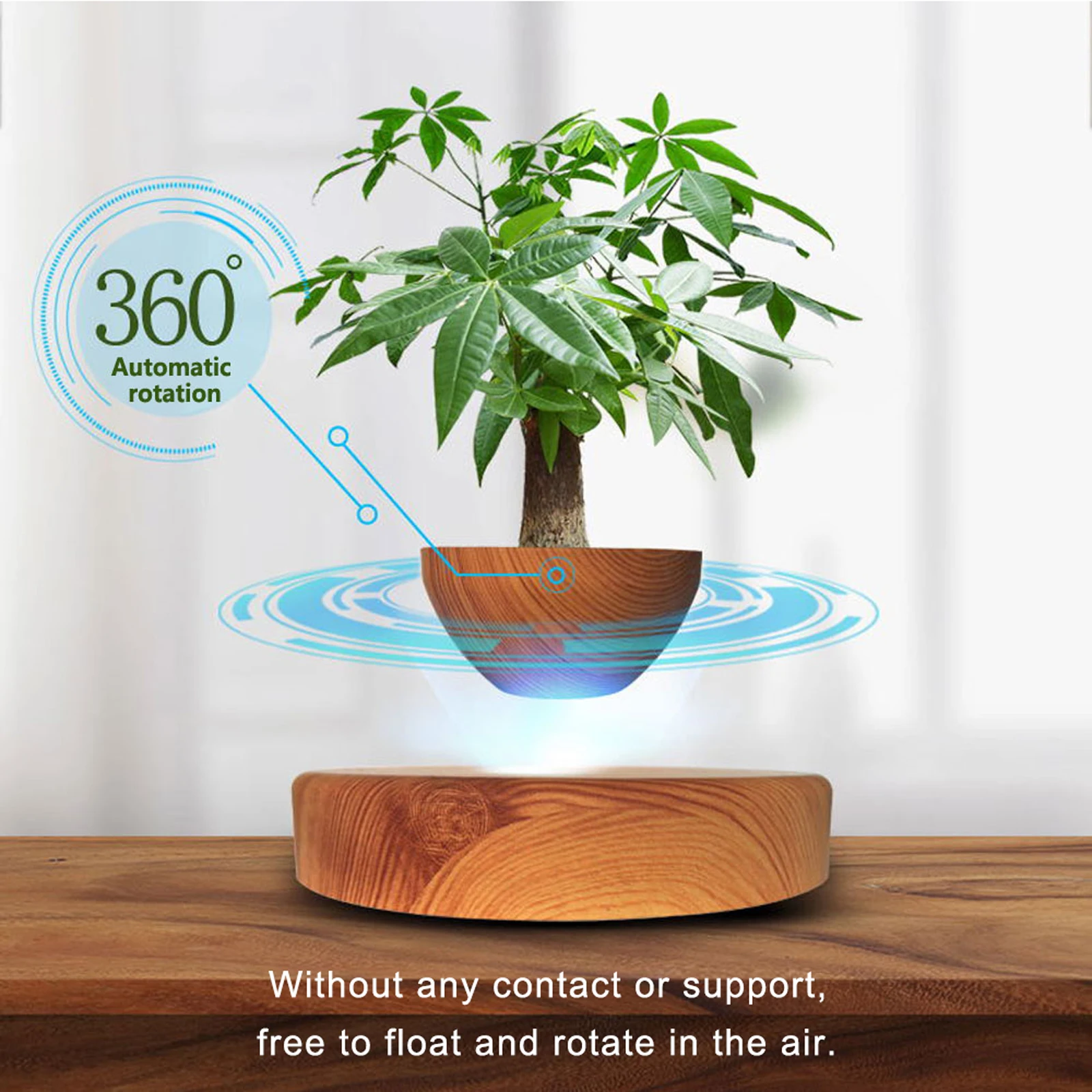 purchase bonsai tree Grow Your Own Bonsai Tree Kit Chinese Juniper
