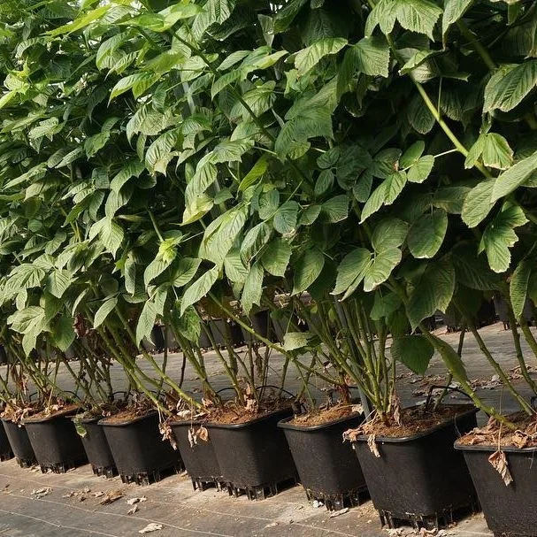 25L 30L Substrate Bucket Planter Maceta Cuadrada  Blueberry Growing Pots  Container  Greenhouse Pot Drainage Collection Pot