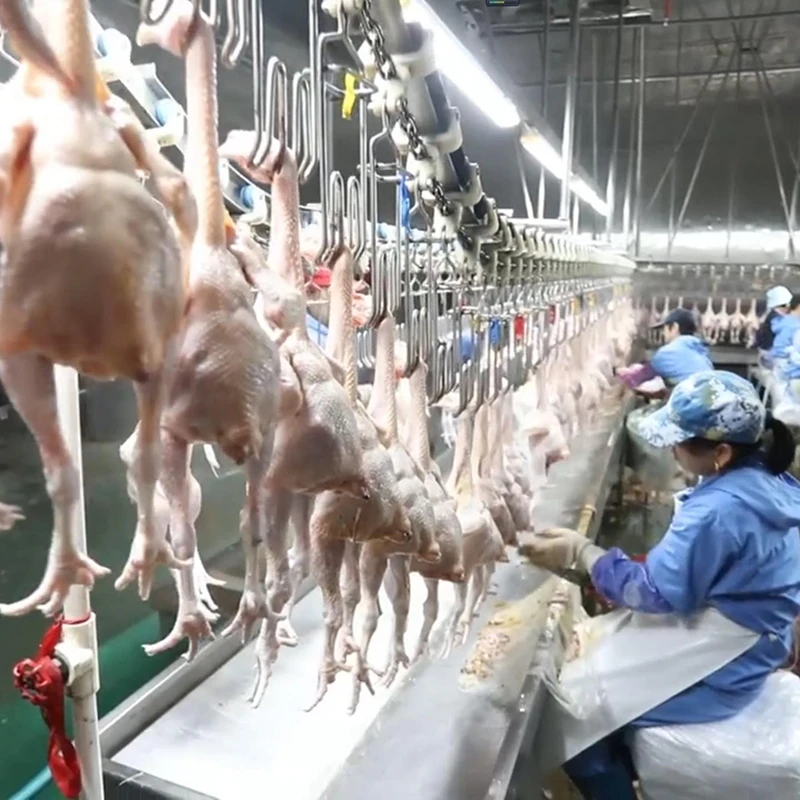 Full Automatic 500BPH -1000BPH Mobile Container Chicken Poultry Slaughter House for Small Scale Abattoir