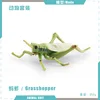 colorful PL127-2716 Grasshopper 5g