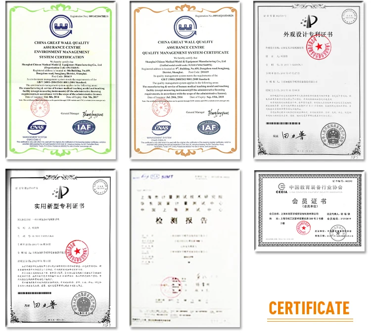 
CPR260 медицинские науки человеческого появления электронные половина тела медицинские манекены для тренировки cpr 