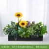Intoxicación de despedida [Adecuado para jardineras de 70 cm]