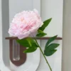 Pivoine unique de couleur rose