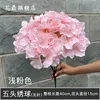 Light pink 5-headed hydrangea without leaves