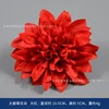 Flores de dalia, rojo brillante
