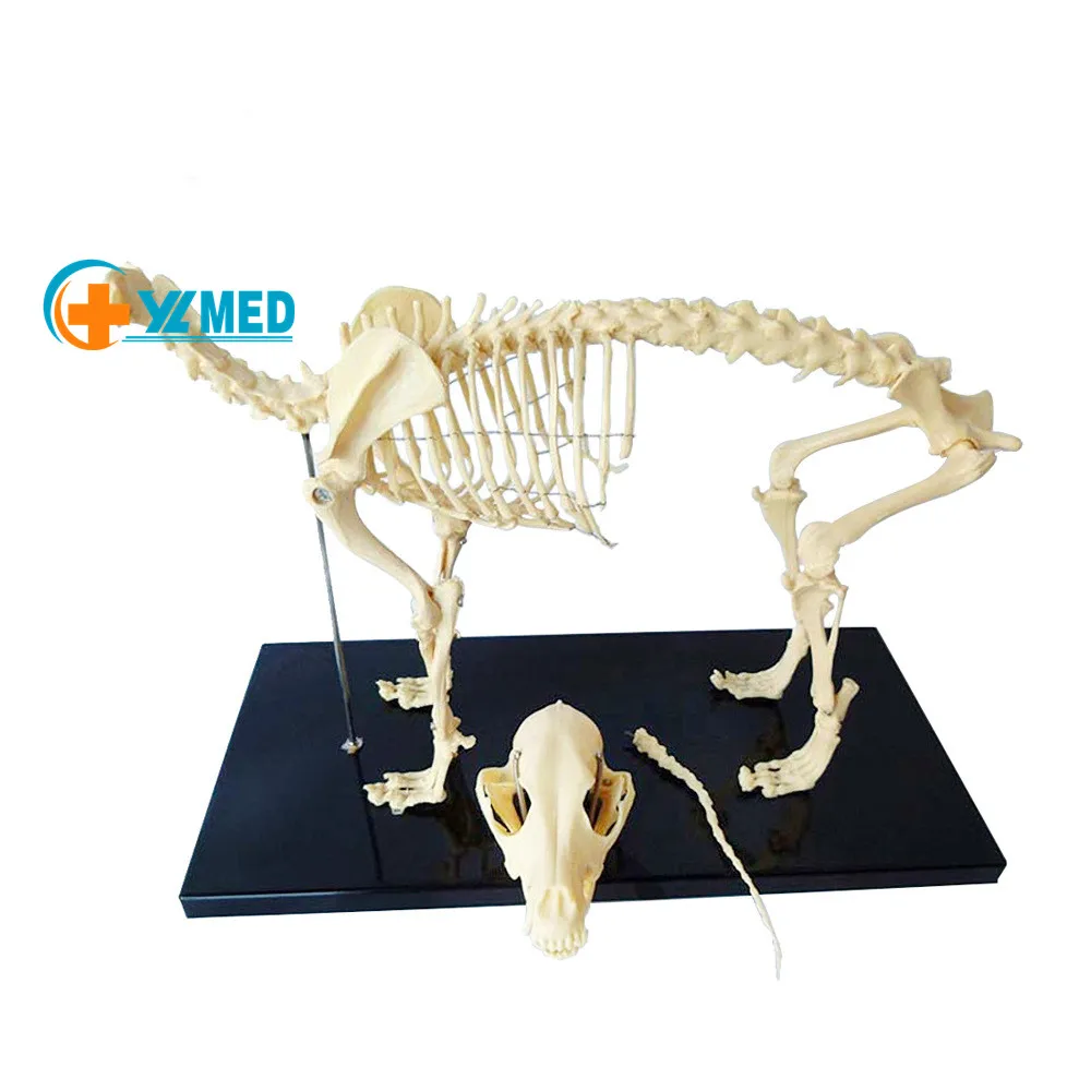 動物病院での医学教育のための医学猫動物骨格関節標本モデル| Alibaba.com