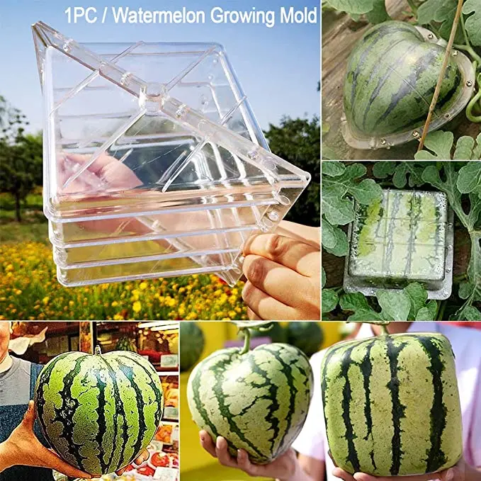 1-10Pcs Fruit Growth Forming Clear Mold Star Heart Shape Watermelon Shaping Tool 