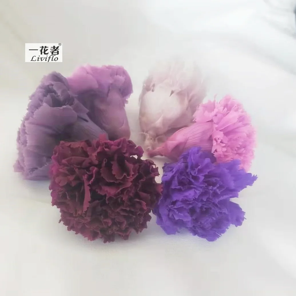Multi Color A-Grade Preserved Dianthus Caryophyllus Flower Natural  Decorative Carnation Flowers
