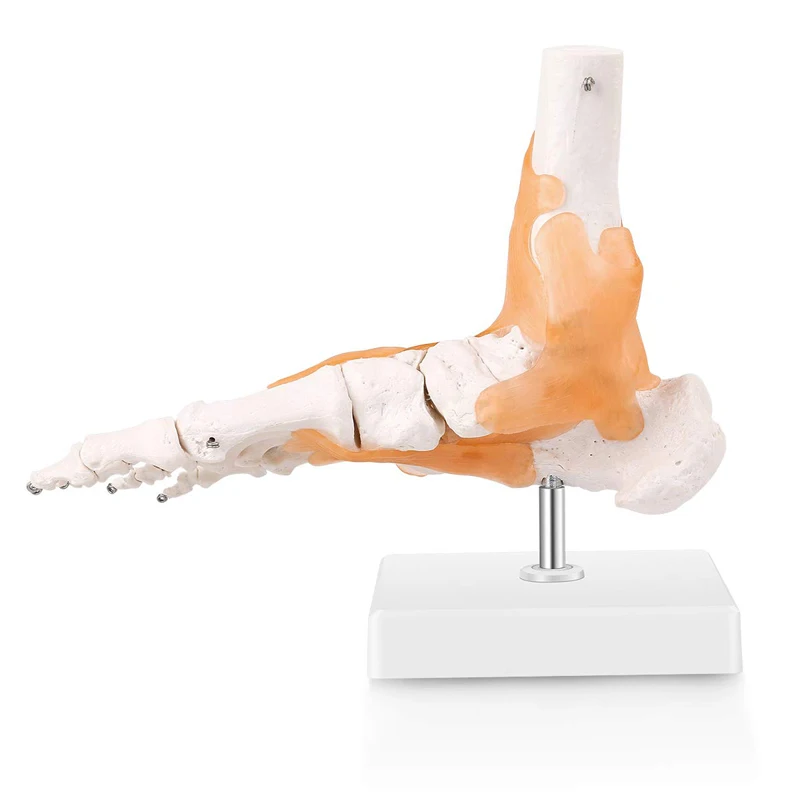 30x18x11cm Human Skeleton Model , Pvc 0.8kg Anatomical Foot Model