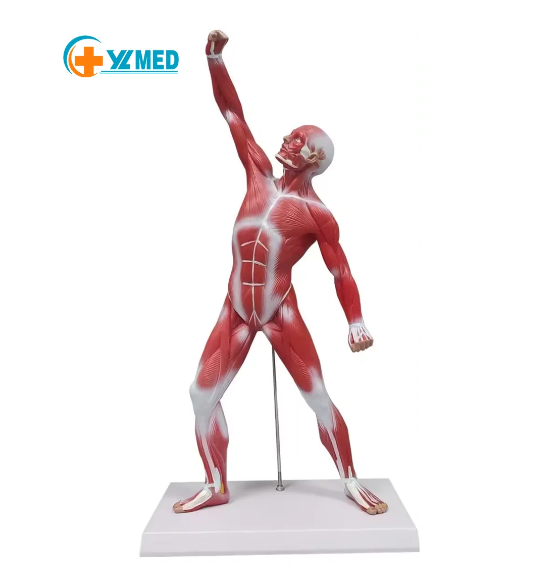 Miniature Muscular System Model 50 cm Human Muscle Anatomy Model Displaying Superficial Medical Model Muscles Anatomy
