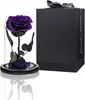 Pourpre