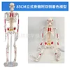85cm bilateral colored [vertical intervertebral disc] muscles