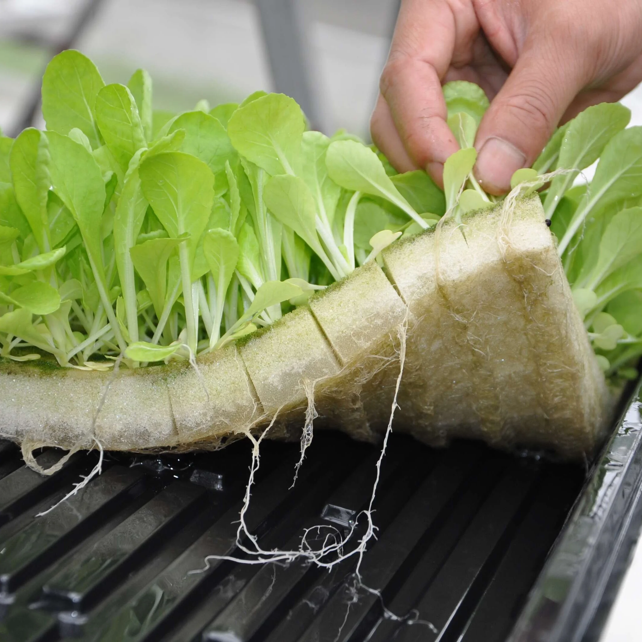 big hydroponic systems
