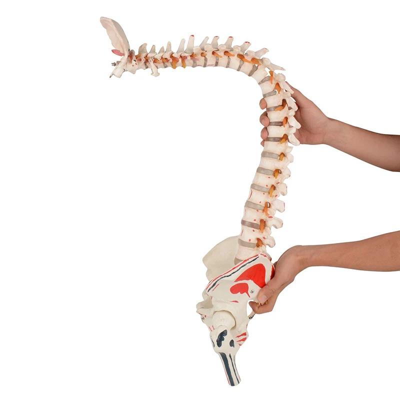 Easy Clean 80cm Human Vertebral Column Model With Pelvis Colored Muscle