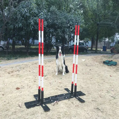 dog training equipment