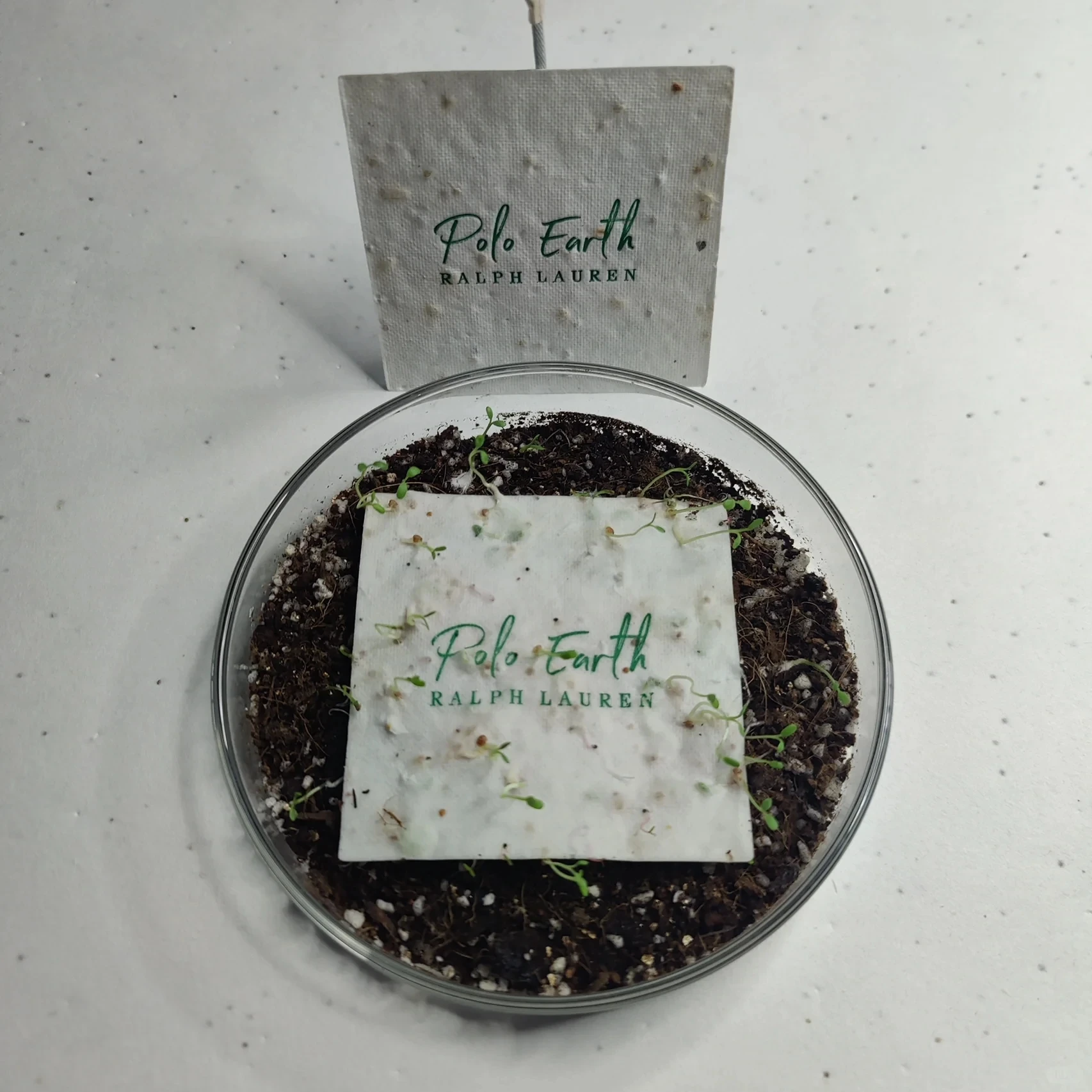 Envelop Sunflower Seeds Embedded Recycled Grow Seed Paper Message Card Thanks Giving Cards