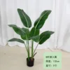Plátano viajero 120-210cm