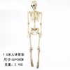 150cm skeleton
