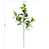 Las hojas de Osmanthus se vuelven amarillas