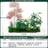 money tree 2mlong