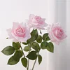 Rosa chiaro