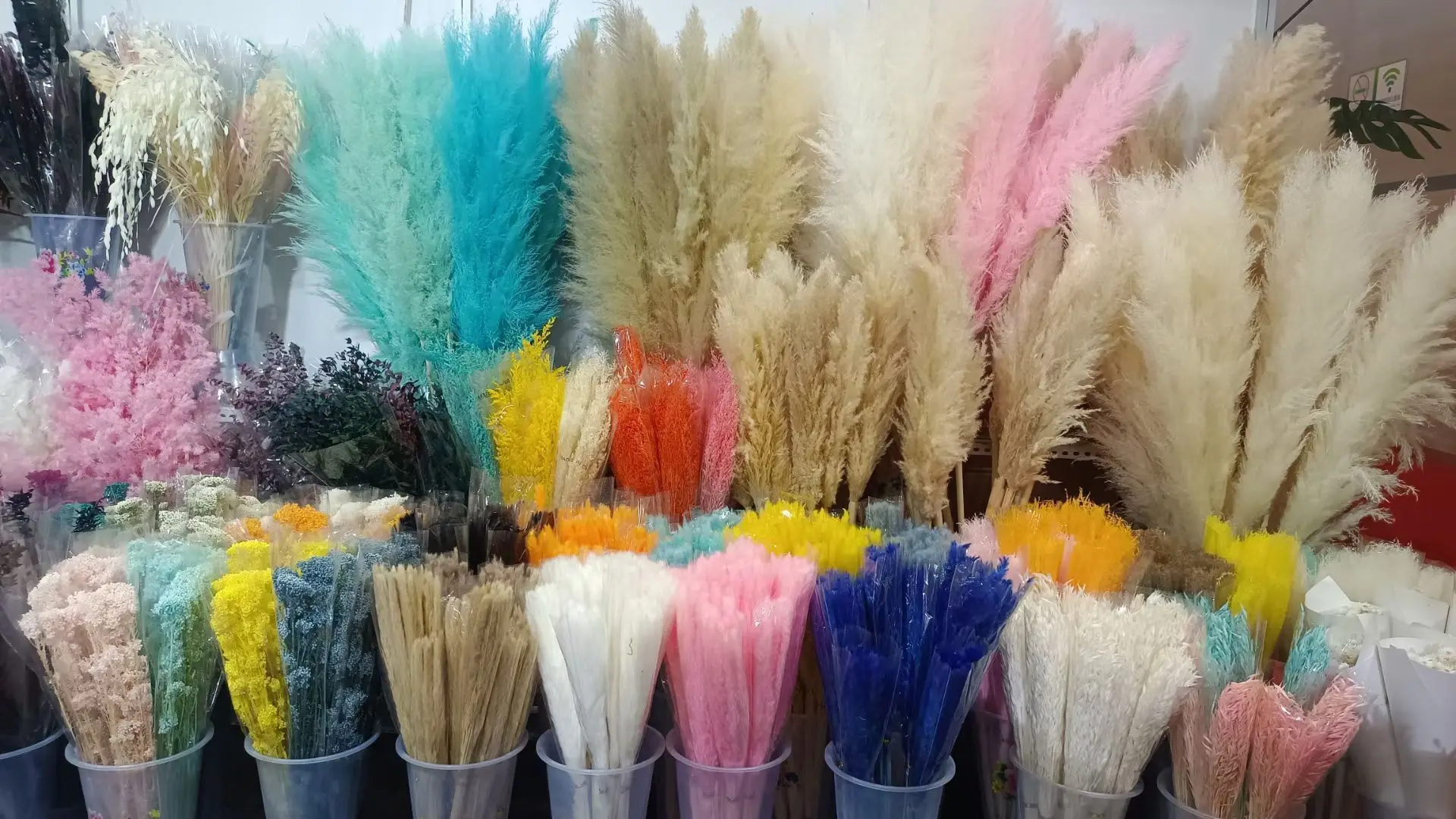 CORTADERIA DYED LIGHT PINK (PAMPAS GRASS) 120cm