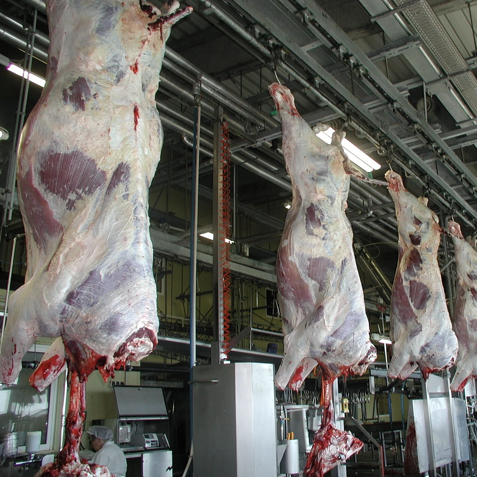 Turnkey Cattle Slaughter Line for Meat Factory - Automated Beef Processing from Stunning to Carcass Cooling