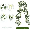 Eucalipto Rattan C (36 cabezas)