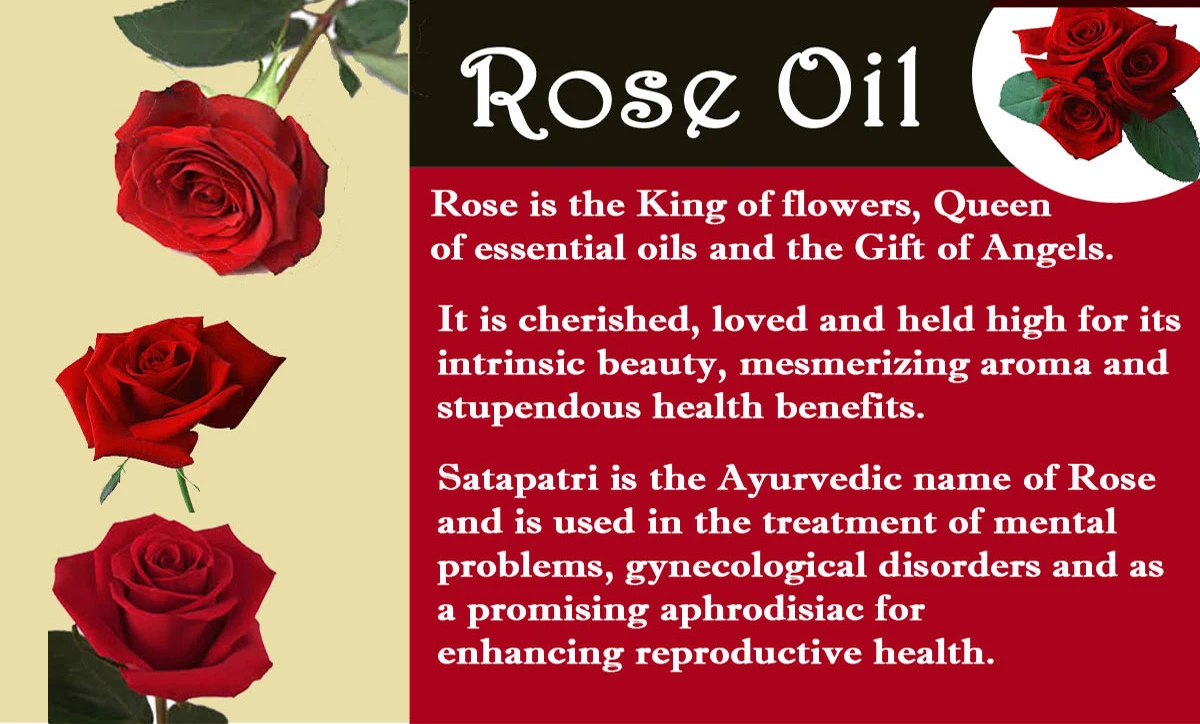 Private Label Massage Oil 100 Pure Natural Rose Essential Oli For Face Body And Hair Buy Rose Oil Rose Oil Essential Rose Face Oil Product On Alibaba Com