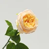 สีเหลืองอำพัน